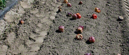 Peppers and Tractor Tracks