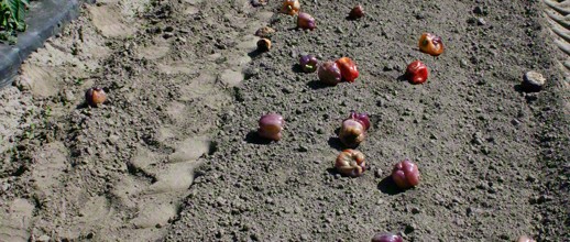 Peppers and Tractor Tracks