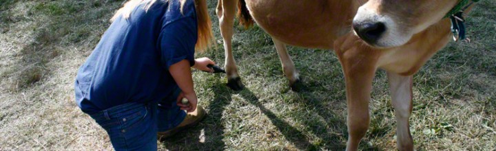 4H-er Painting Hooves