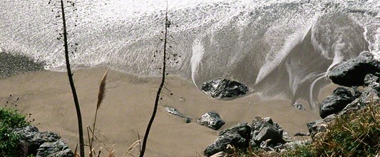 Beach Grass