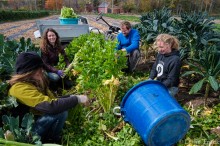 Community Garden