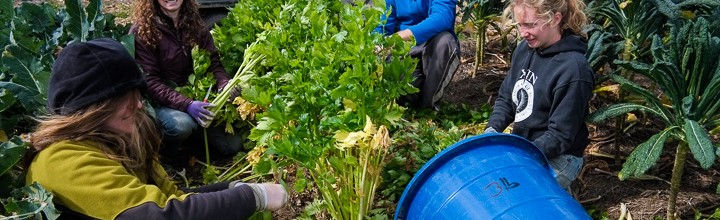 Community Garden