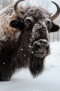 Yankee Farmer Bison_0049 copy