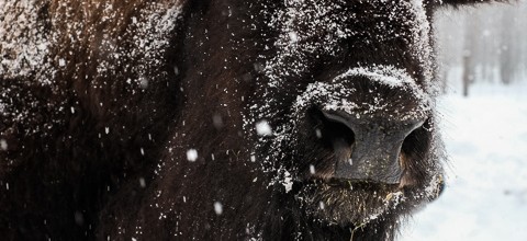 Yankee Bison