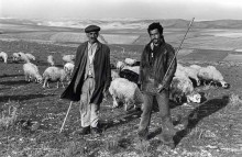 Shepherds