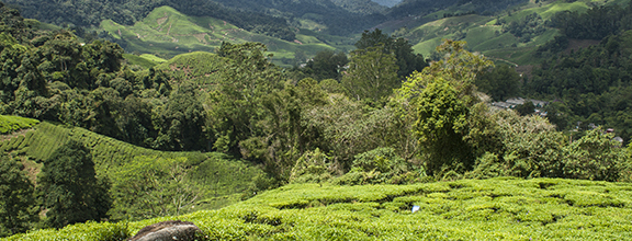 Tea Plantation