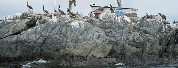 San Pedro with Brown Pelicans Chile