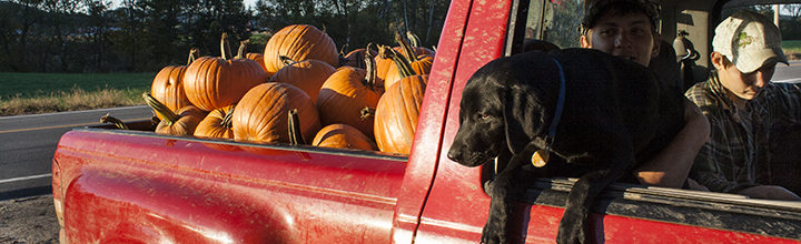 Pumpkin Harvest