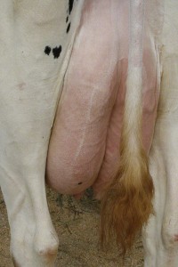 Full Udders                               