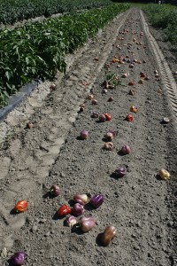 Peppered Row                       