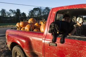 Pumpkin Harvest                     