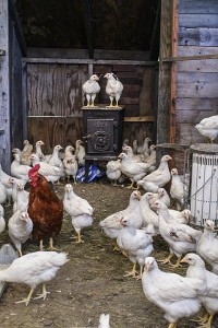 Hens Holding Coop Court                            