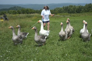Gathering Geese                   