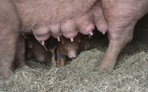 Peeking Piglets                             