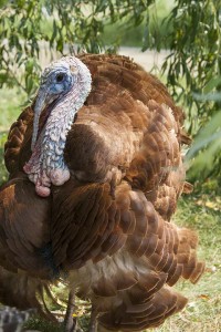 Bourbon Red Turkey                          